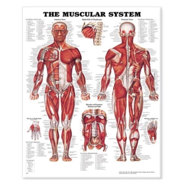 The Muscular System 20x26" Anatomical Chart Ea