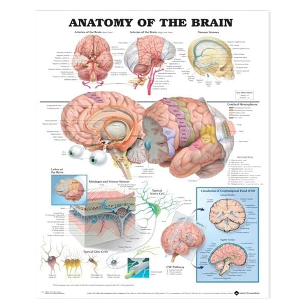 Anatomy of The Brain 20x26" Anatomical Chart EA