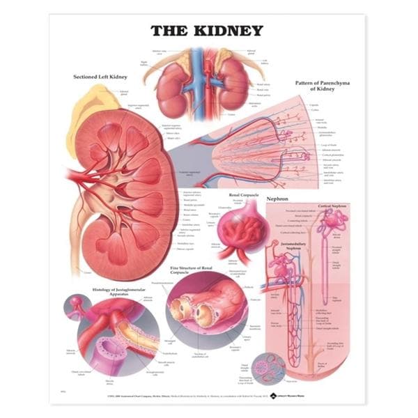 The Kidney 20x26" Anatomical Chart EA