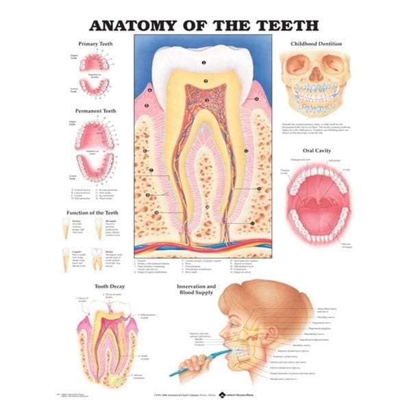 Poster Anatomy of the Teeth 20 in x 26 in With Lamination EA