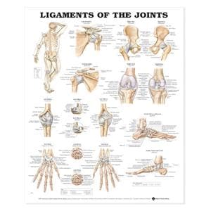 Ligaments of the Joints 20x26" Anatomical Chart Ea