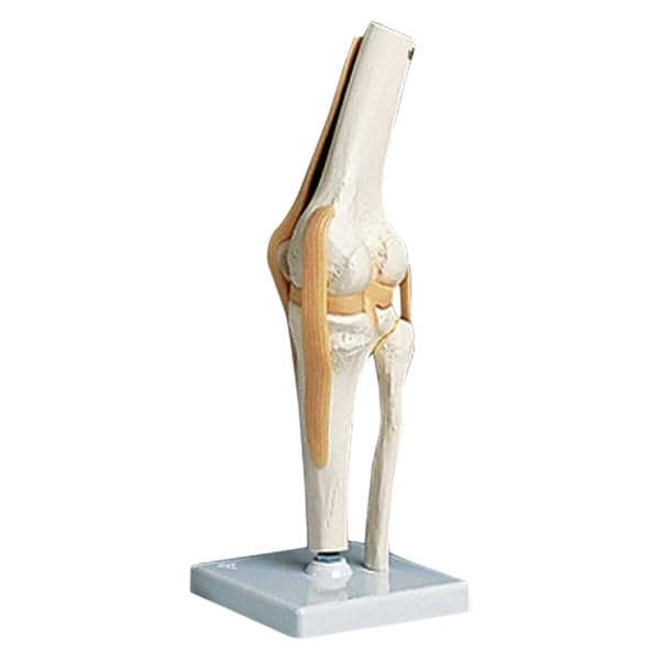 Functional Knee Joint Anatomical Model Ea