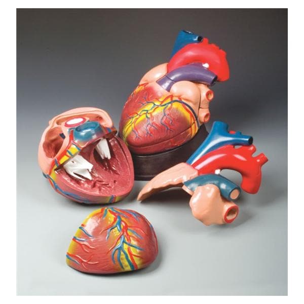 Jumbo Heart Anatomical Adult Model Ea