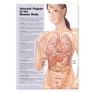 Internal Organs Of The Human Body 20x26" Anatomical Poster Ea