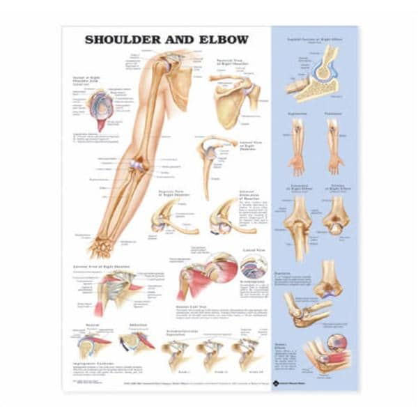 Shoulder And Elbow 20x26" Anatomical Chart Ea