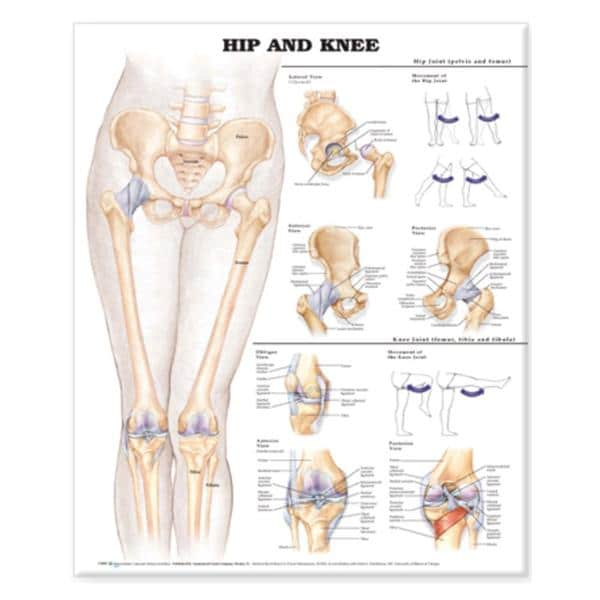 Hip & Knee 20x26" Anatomical Chart Ea