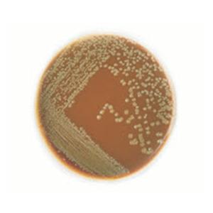 Culture Chocolate Agar Spacesaver Plate 150/Pk