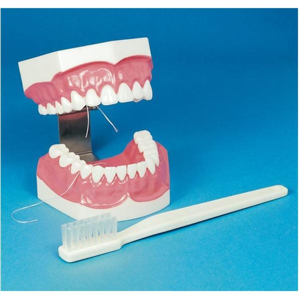 Patient Education Model X-Large Brush-N-Floss Ea