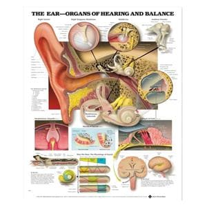 Ear: Organs of Hearing and Balance 20x26" Anatomical Chart Ea