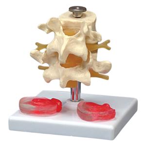 Lumbar Vertebrae Anatomical Model Ea