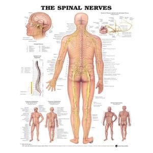 The Spinal Nerves 20x26" Anatomical Chart Ea