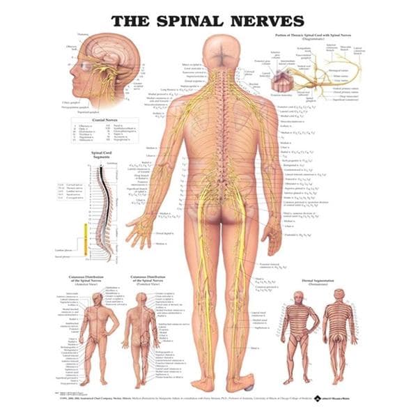 The Spinal Nerves 20x26" Anatomical Chart Ea