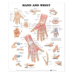 Hand And Wrist 20x26" Anatomical Chart Ea