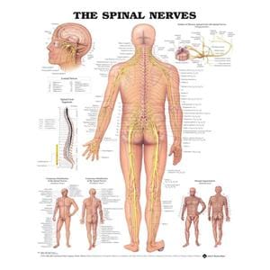 The Spinal Nerves 20x26" Anatomical Chart Ea