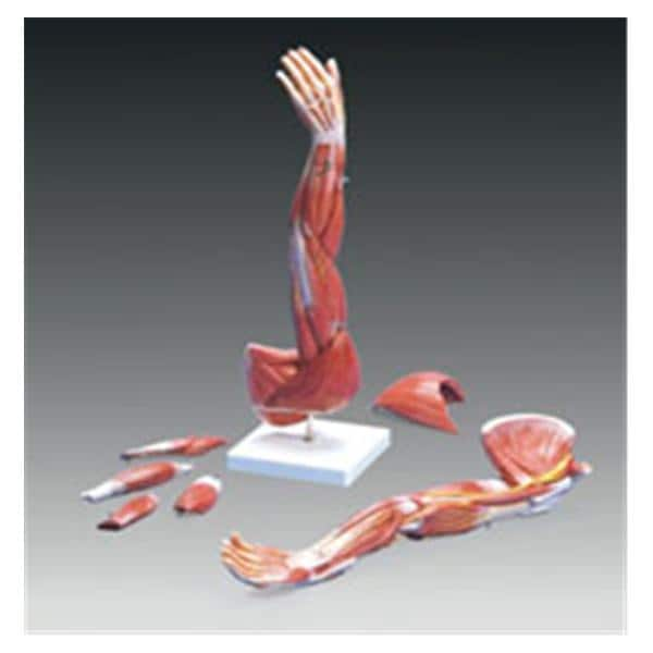 Arm Muscle Dissectible Adult Model Ea