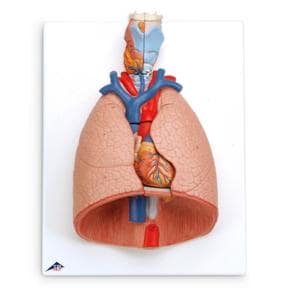 Lung Anatomical Model Ea