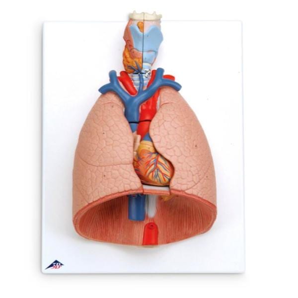 Lung Anatomical Model Ea