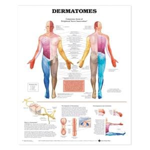 Dermatomes 20x26" Anatomical Chart Ea