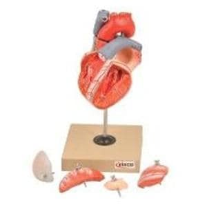 EISCO Human Heart Model Ea