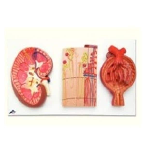 3B Scientific Kidney/Nephrons/Blood Vessels/Renal Corpuscle Anatomical Model Ea