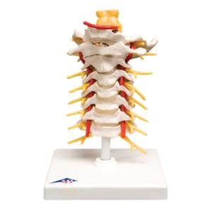 Cervical Spinal Column Anatomical Model Ea