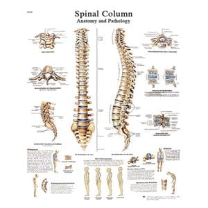 Spinal Column 20x25" Anatomical Chart Ea