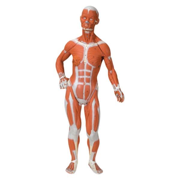 Muscular Figure Anatomical Model Ea