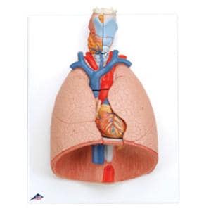 Lung & Larynx Anatomical Model Ea