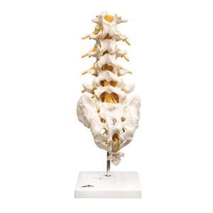 Model Anatomical Thoracic Spinal Column Ea