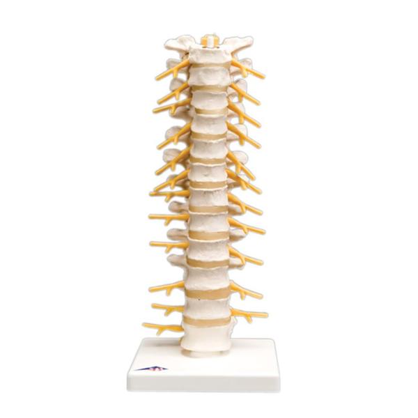 Thoracic Spinal Column Anatomical Model Ea