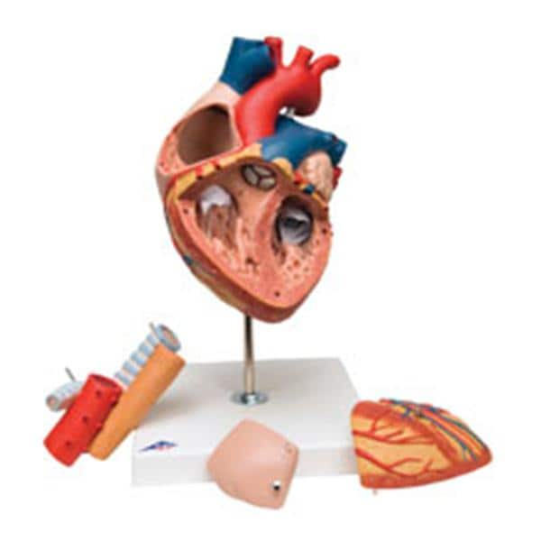 Heart/ Espohagus Trachea Anatomical Model Ea