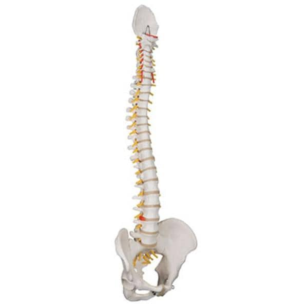 Flexible Spine Anatomical Male Model Ea