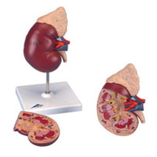 Kidney/Adrenal Gland Anatomical Model Ea