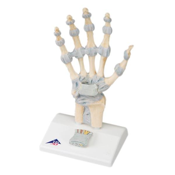 Hand Skeleton Anatomical Model Ea