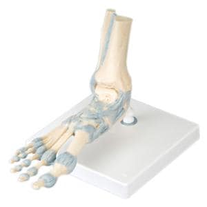 Foot Skeleton Anatomical Model Ea