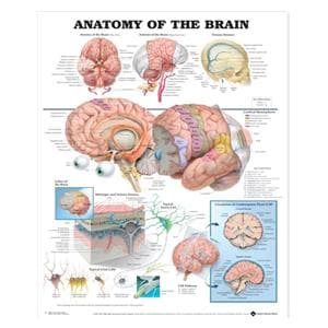 Anatomy of The Brain 19" x 26" Clinical Chart Ea