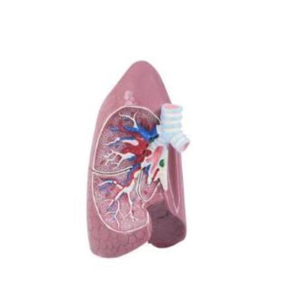 Lung Anatomical Model Ea