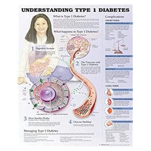 Understanding Type 1 Diabetes 20x26" Anatomical Chart Ea