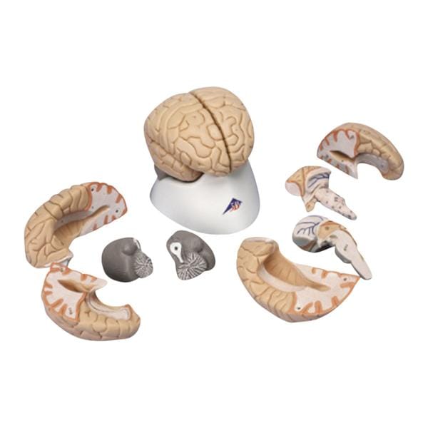 Brain Human Anatomy Model Ea