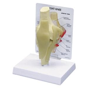 Knee Anatomical Model Ea