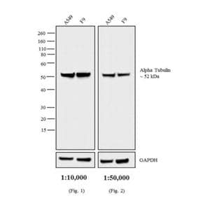 Goat Anti-Rat IgG Secondary Antibody For Western Blot/IP Applications Ea