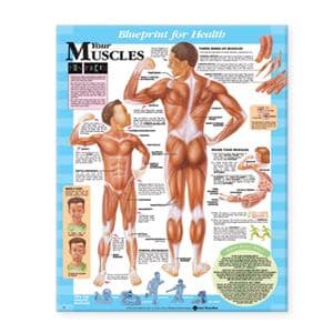 Blueprint for Health Your Muscles 20x26" Anatomical Chart EA