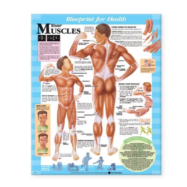 Blueprint for Health Your Muscles 20x26" Anatomical Chart EA