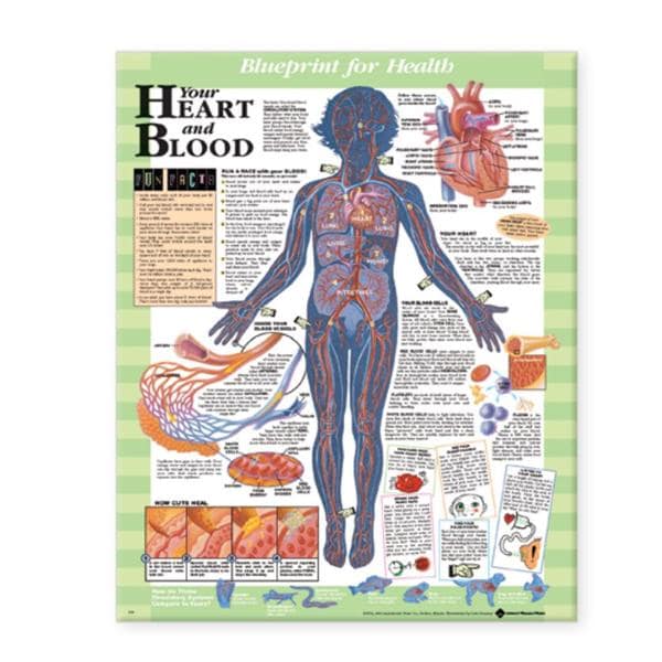 Blueprint for Health Your Heart and Blood 20x26" Anatomical Chart EA