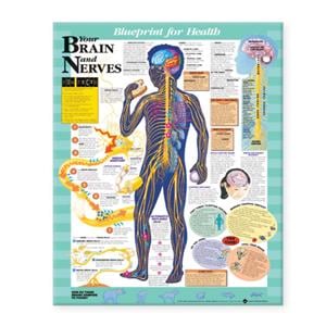 Blueprint for Health Your Brain and Nerves 20x26" Anatomical Chart EA