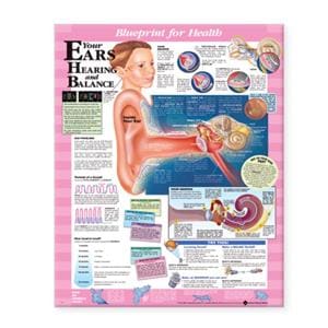 Blueprint for Health Your Ears 20x26" Anatomical Chart EA