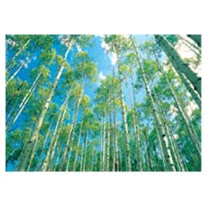 CeilingScenes Acoustic Tile Sky Birch 1-Tile Square 24 in x 24 in Ea