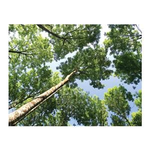 CeilingScenes Acoustic Tile Upward Tree View 2-Tiles Vertical 24 in x 24 in Ea