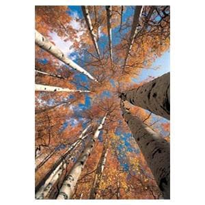 CeilingScenes Acoustic Tile Birch Up-View Fall 2-Tiles Vertical 24 in x 24 in Ea