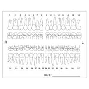 Tooth Anatomy Chart Labels 100/Pk